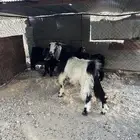 تيوس للبيع