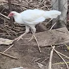 ديك و فرخة اللون ابيض