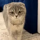 سكوتش فولد بريتش للبيع