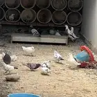 حمام للبيع فيه جمله وت فريدي الجملة 250 العدد 22 وجواز منتج