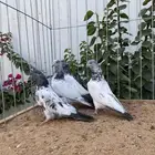 حمام هندي