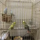 طيور حب زوجين منتجه وذكر انقليزي