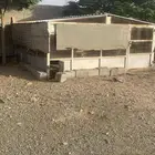 شبك بقلاوه جديد