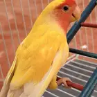 جوز روز انتاج ماشالله تبارك الله