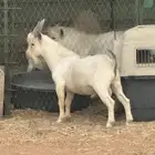 تيس   قزمي للبيع