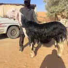 طلي نجدي مثني له ثلاث سهور تقريبا