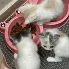 قطط للبيع للتواصل واتس اب