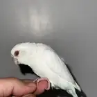 للبيع ميني روز (بارتوليت) اللون بينو لون بينو عيون جمره