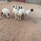 هرافا نعيم