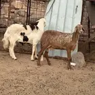 شاه وساكنيه وطلي فحل