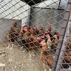 دجاج