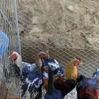 ديوك باكستاني سندي