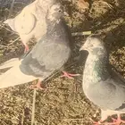 الببع حمام قطيفي