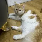 قط شيرازي للتبني