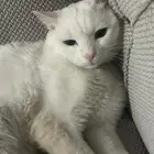 ليو (ذكر )