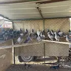 حمام دحول