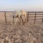 لبيع قعدان شحم عدد ثنين موقع الرين