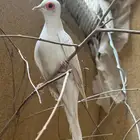دو  سنو وايت