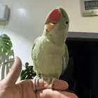 درة نيبالي هدد