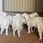 يوجد ذبايح وخدمة ذبح وتوصيل داخل المجمعه