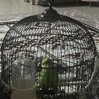 عصافير البادجي