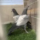 حمام باكستاني