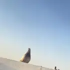 جوز سلفر سوبر جانبو صحه جيده يجمع عش حدي 50