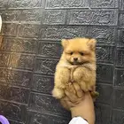 كلاب بومرنيان تي كب