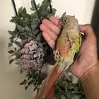 ببغاء كنيور اليف