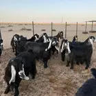 معزا عوارض دفيع