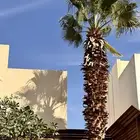 نخلة واشنطنيه طولها حوالي 12 متر