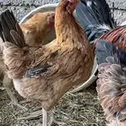 دجاجتين بلديه كفو