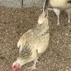 دجاج عربي ترثه