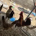 دجاج ديوك للبيع