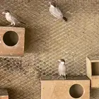 للبيع طيور الجاوء