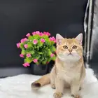 سكوتش ستريت للبيع بسعر مغري