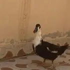 بطه للبيع