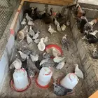 صيصان مشكلة