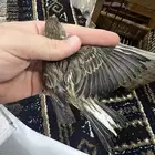كناري