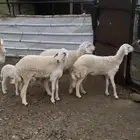 حلال للبيع