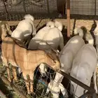 تيوس نظيف بيشيه