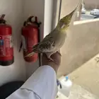 للبيع كوكتيل اليف جدا ذكر