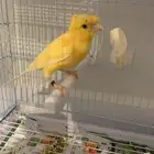 ذكر كنار مغرد حريقه(تم البيع )