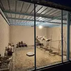 للبيع دجاج و ديكه