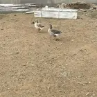 وز بلدي