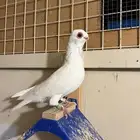 طيره بولندي ( تم البيع )