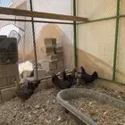 دجاج بياض عدد 8