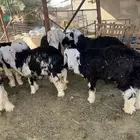 نجد خرفان للبيع