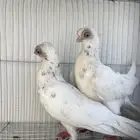 حمام كوري