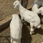 بهم حري للبيع